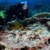 flathead_crocodile_cr_gll_h_0255_kom0423.jpg